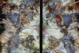 Tall, Arizona Petrified Wood Bookends - Colorful #87598-2